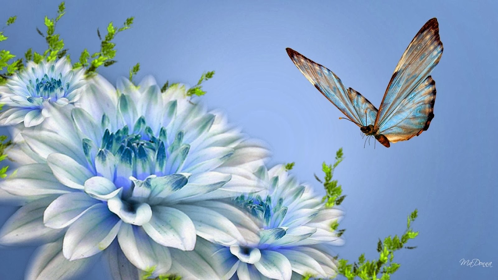 壁紙ブンガcantik,青い,バタフライ,昆虫,蛾と蝶,花