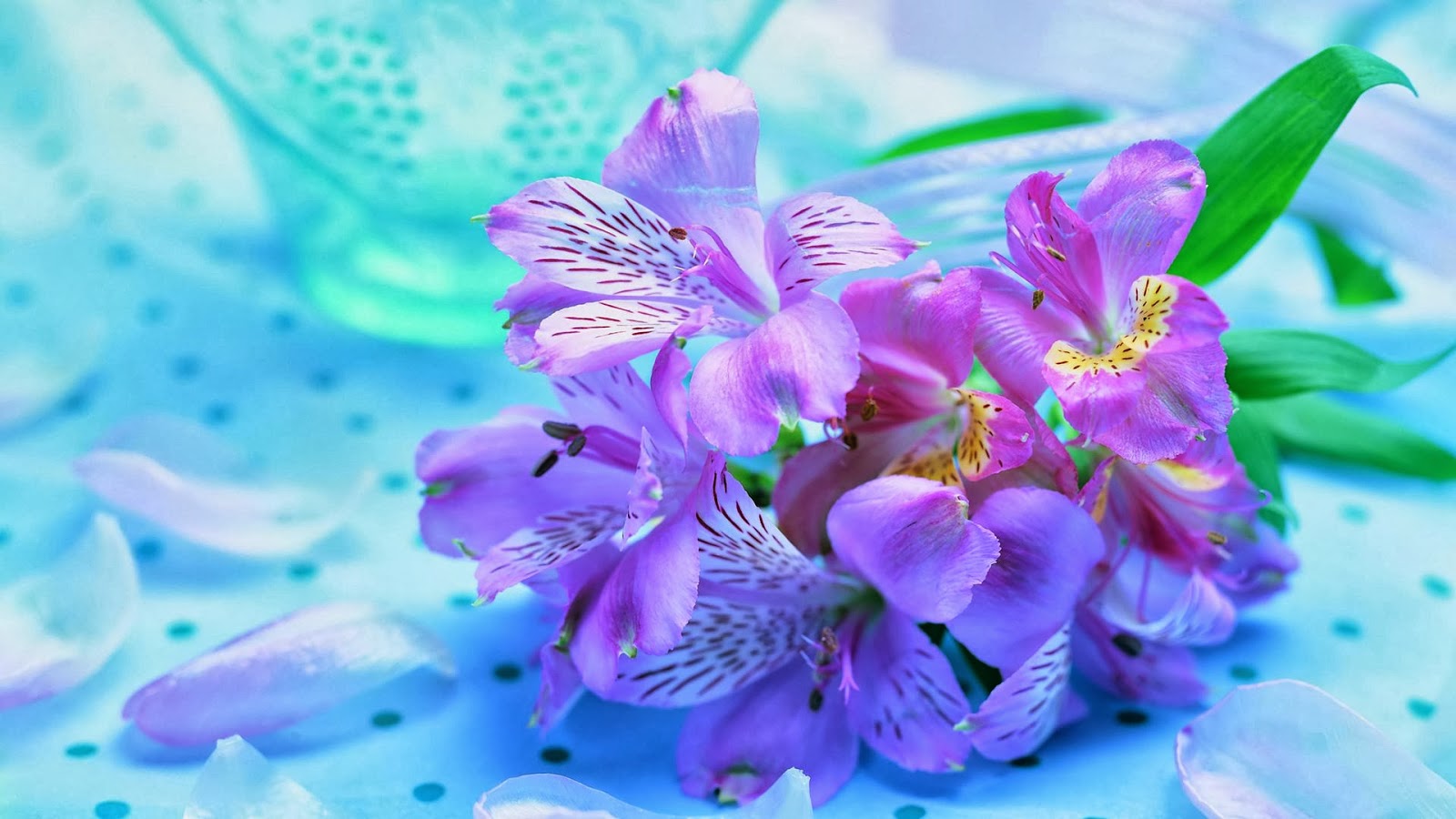 fondos de pantalla bunga cantik,planta floreciendo,flor,lirio peruano,pétalo,azul