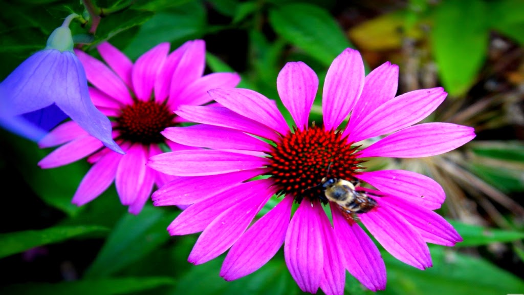 papier peint bunga cantik,plante à fleurs,fleur,pétale,violet,rose