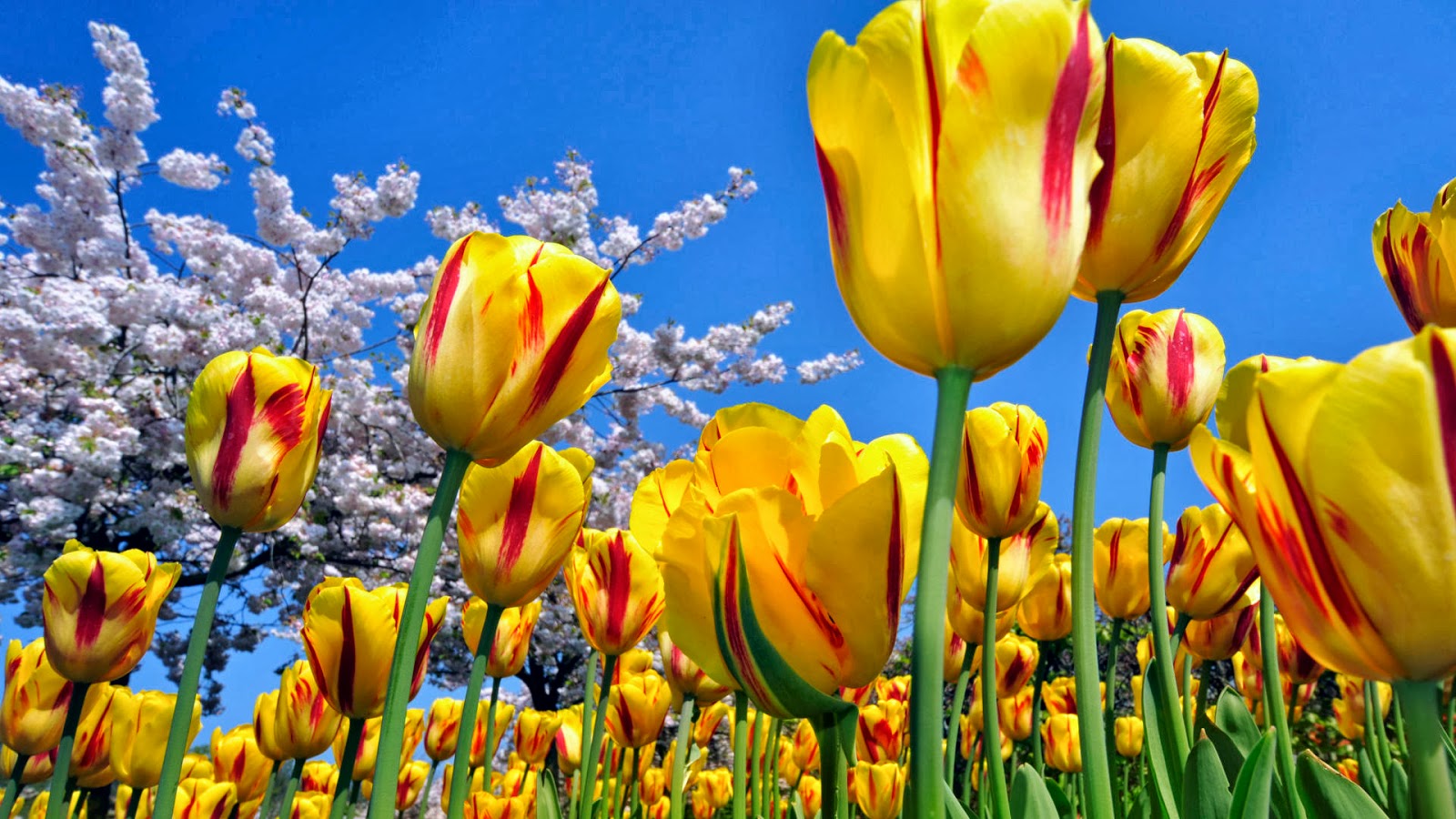 papier peint bunga cantik,fleur,tulipe,pétale,jaune,la nature