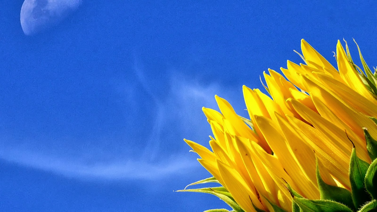 tapete bunga cantik,sonnenblume,himmel,blau,gelb,blume