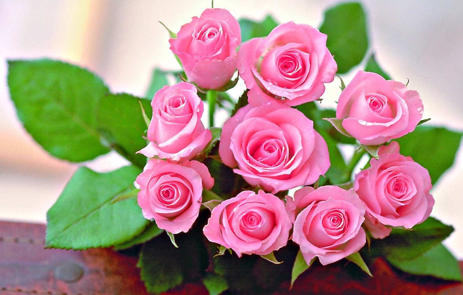 wallpaper bunga cantik,flower,flowering plant,garden roses,rose,pink