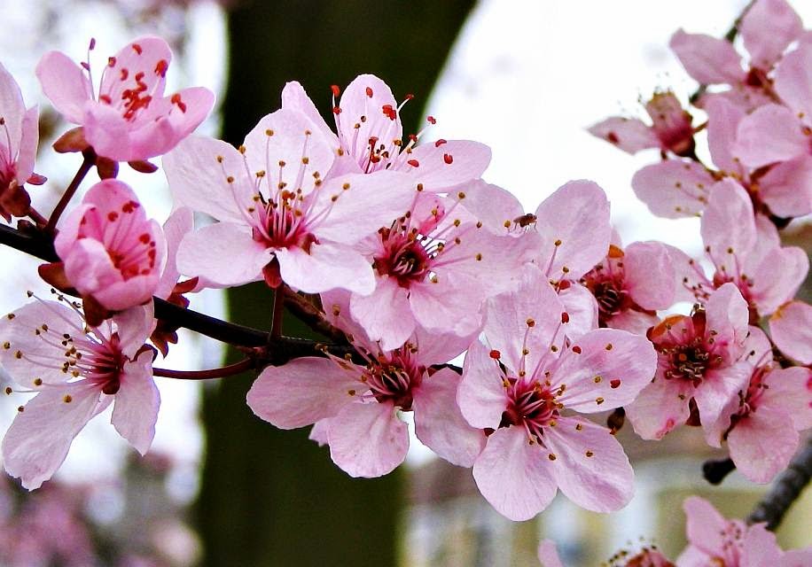 壁紙ブンガcantik,花,工場,花弁,花,桜の花