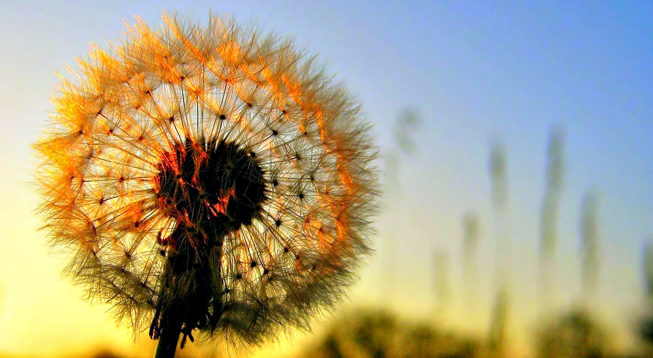 papier peint bunga cantik,la nature,fleur,plante,ciel,pissenlit