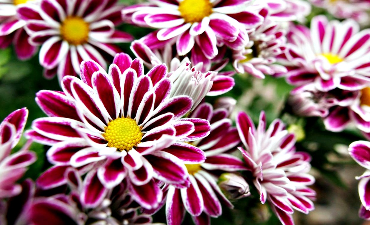 wallpaper bunga cantik,flower,flowering plant,petal,plant,barberton daisy