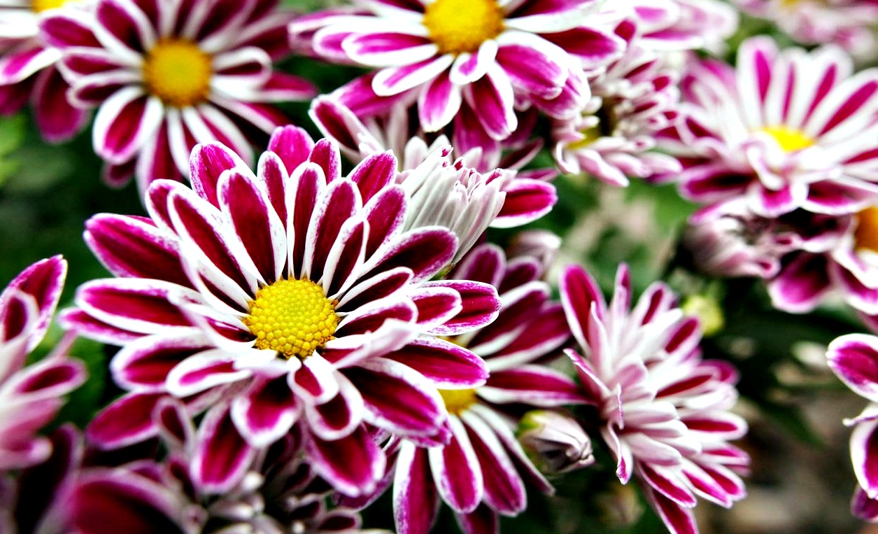 papier peint bunga cantik,fleur,plante à fleurs,pétale,plante,marguerite de barberton