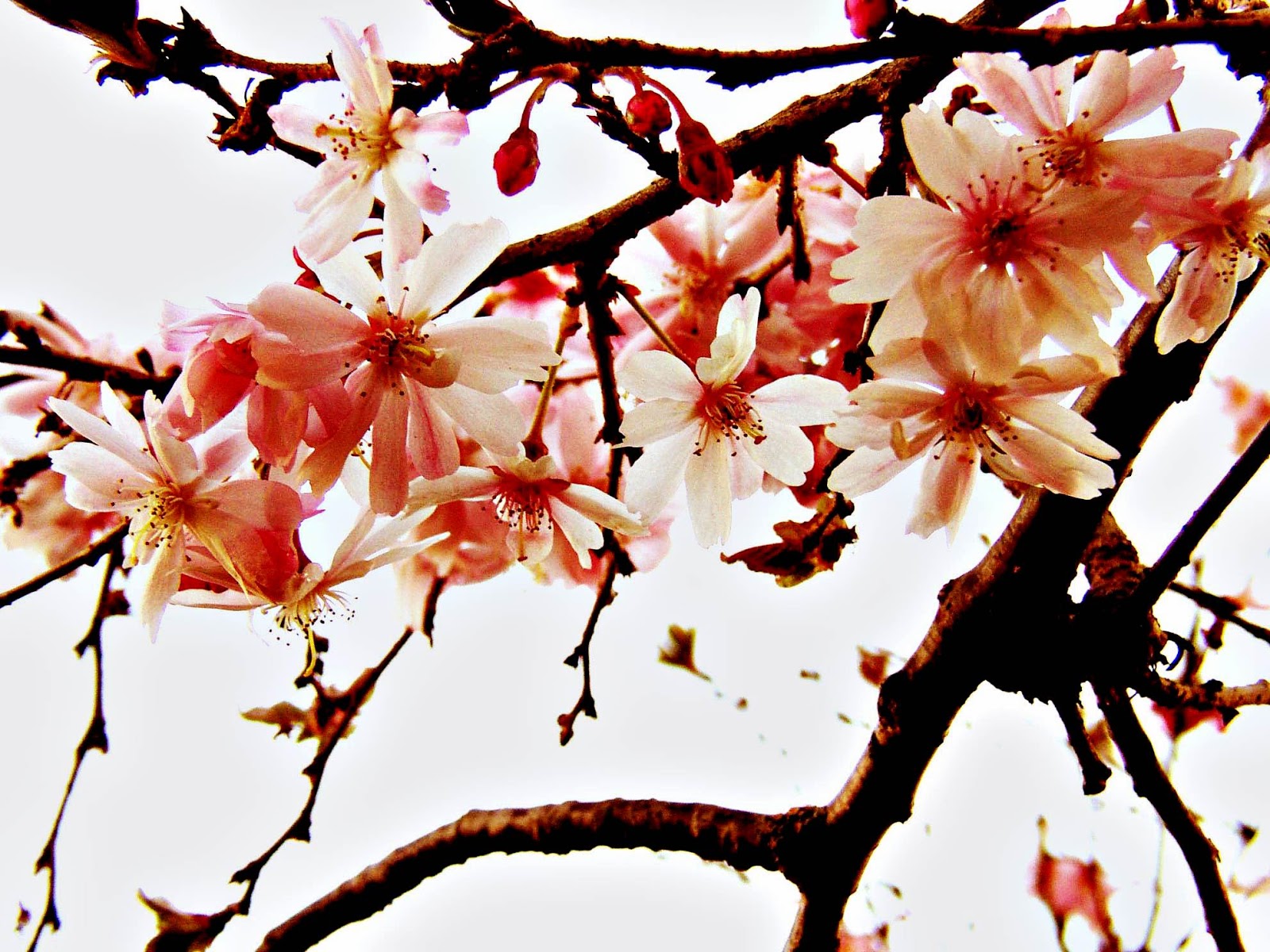 papier peint bunga cantik,fleur,fleur,printemps,plante,arbre