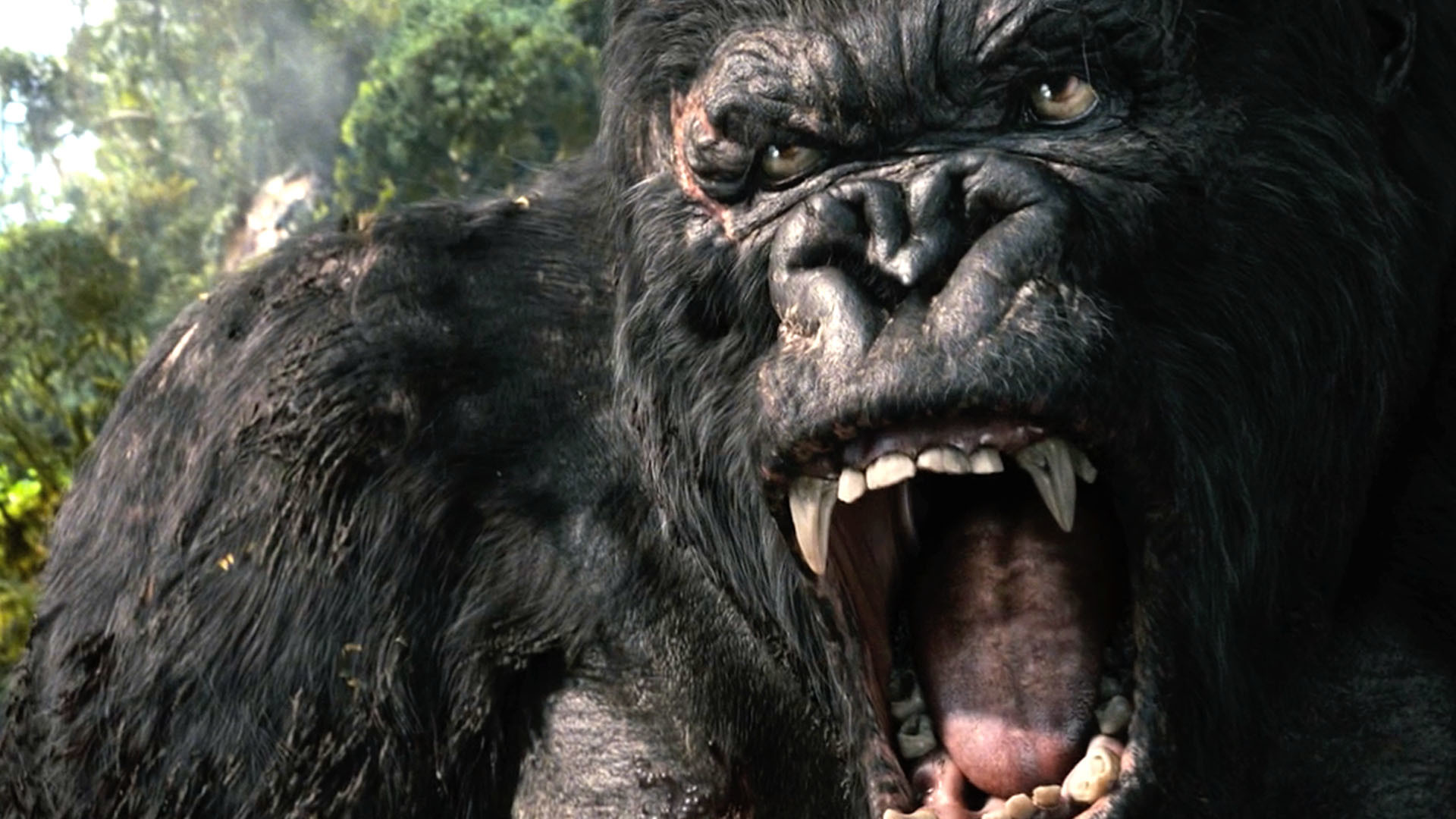 king kong wallpaper,facial expression,snout,common chimpanzee,tooth,mouth