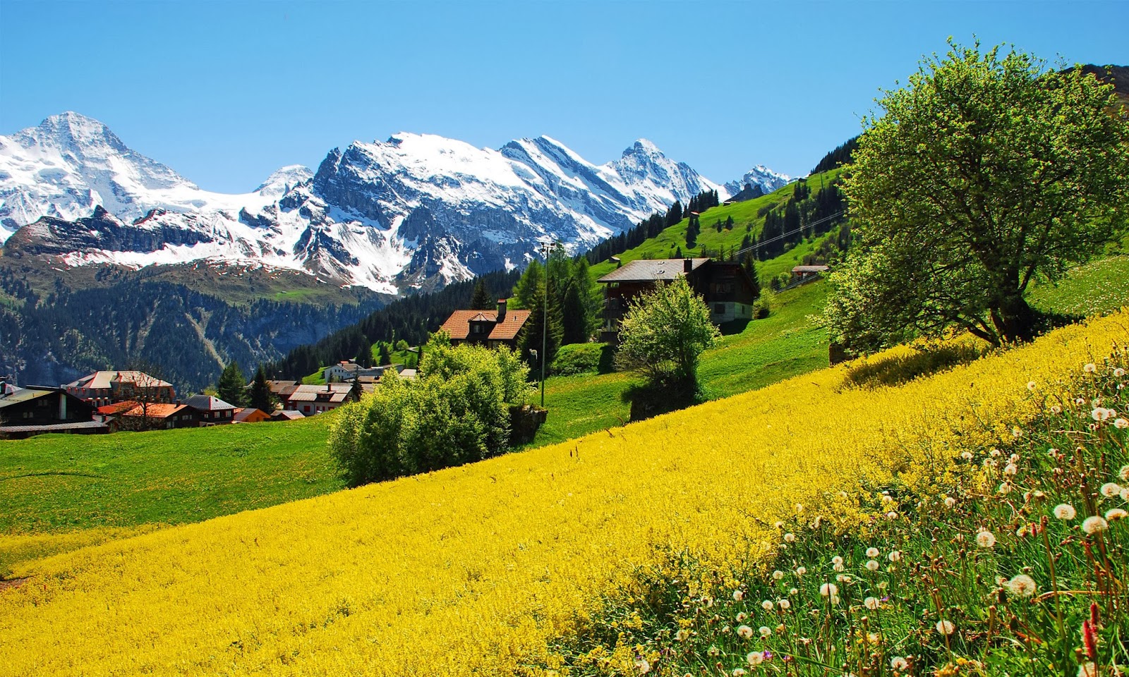 switzerland wallpaper,natural landscape,mountainous landforms,nature,meadow,mountain