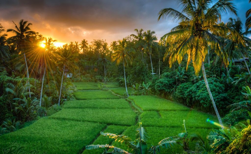 tapete pemandangan indah,natürliche landschaft,natur,baum,palme,gras