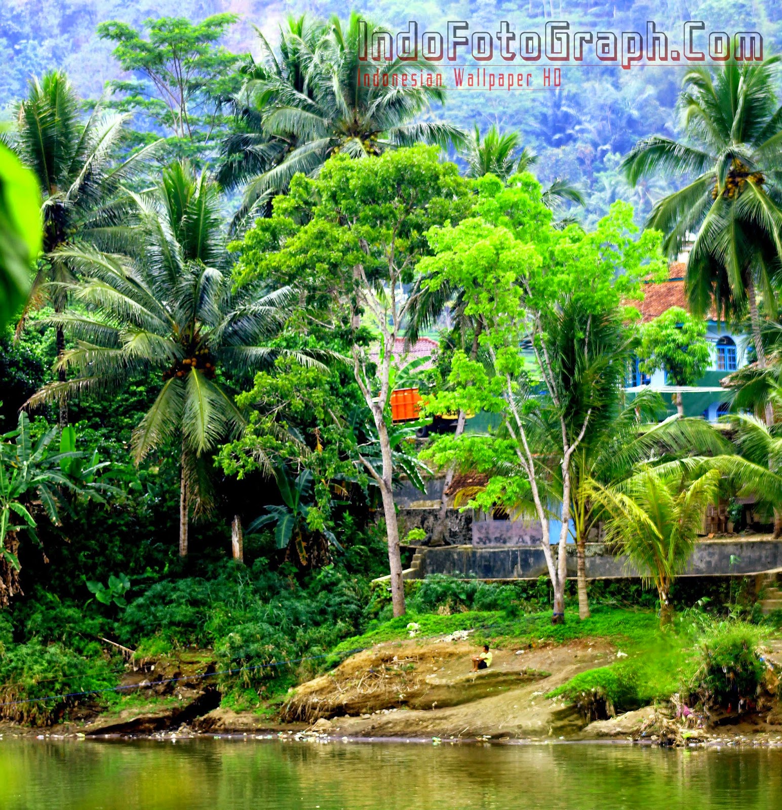 carta da parati pemandangan indah,paesaggio naturale,natura,albero,giungla,palma