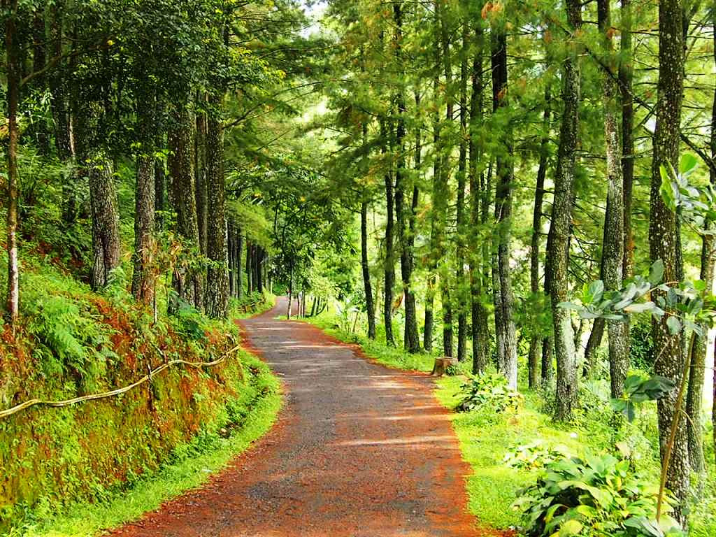 壁紙ペマンダンガンインダー,木,自然の風景,森林,自然,森林