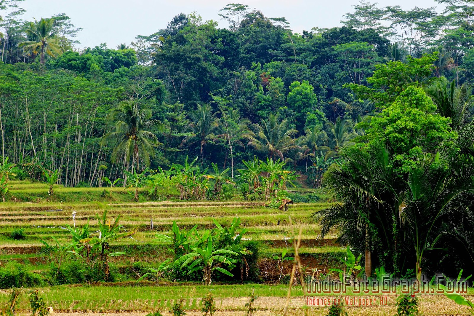 tapete pemandangan indah,natur,plantage,natürliche landschaft,reisfeld,bergstation