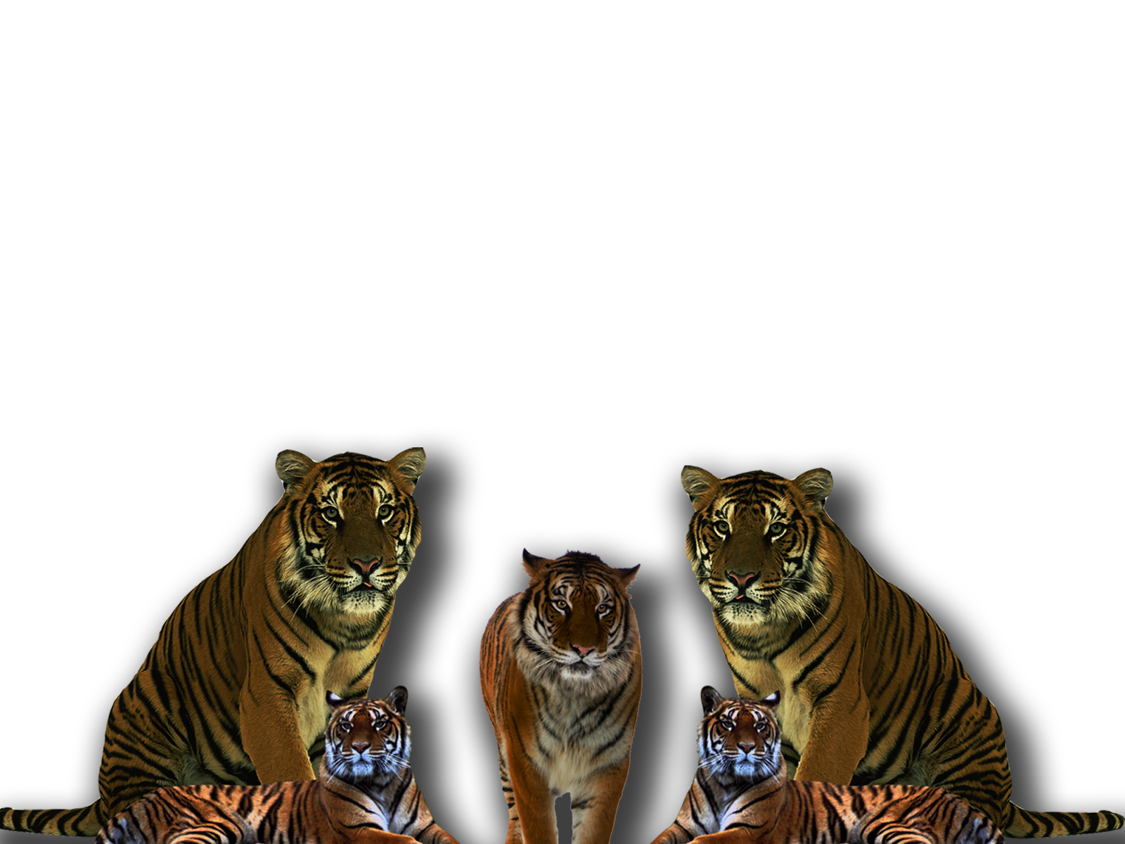 png wallpaper,tiger,bengalischer tiger,tierwelt,felidae,landtier