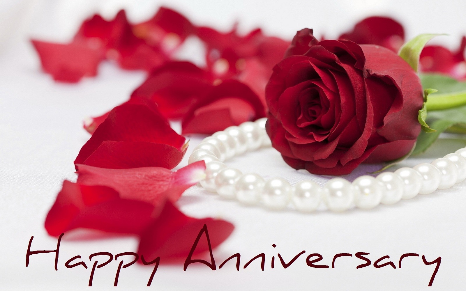 carta da parati anniversario,rosso,rose da giardino,testo,rosa,petalo