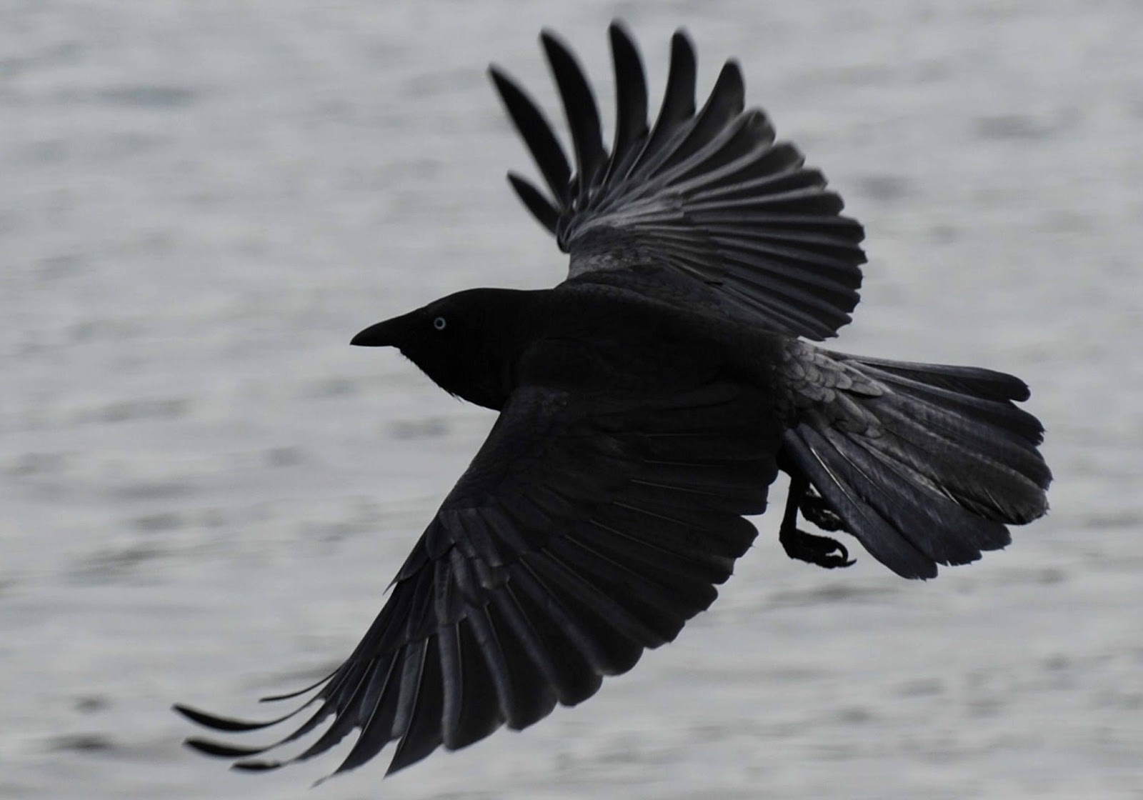 fond d'écran corbeau,oiseau,noir,aile,corbeau,corbeau