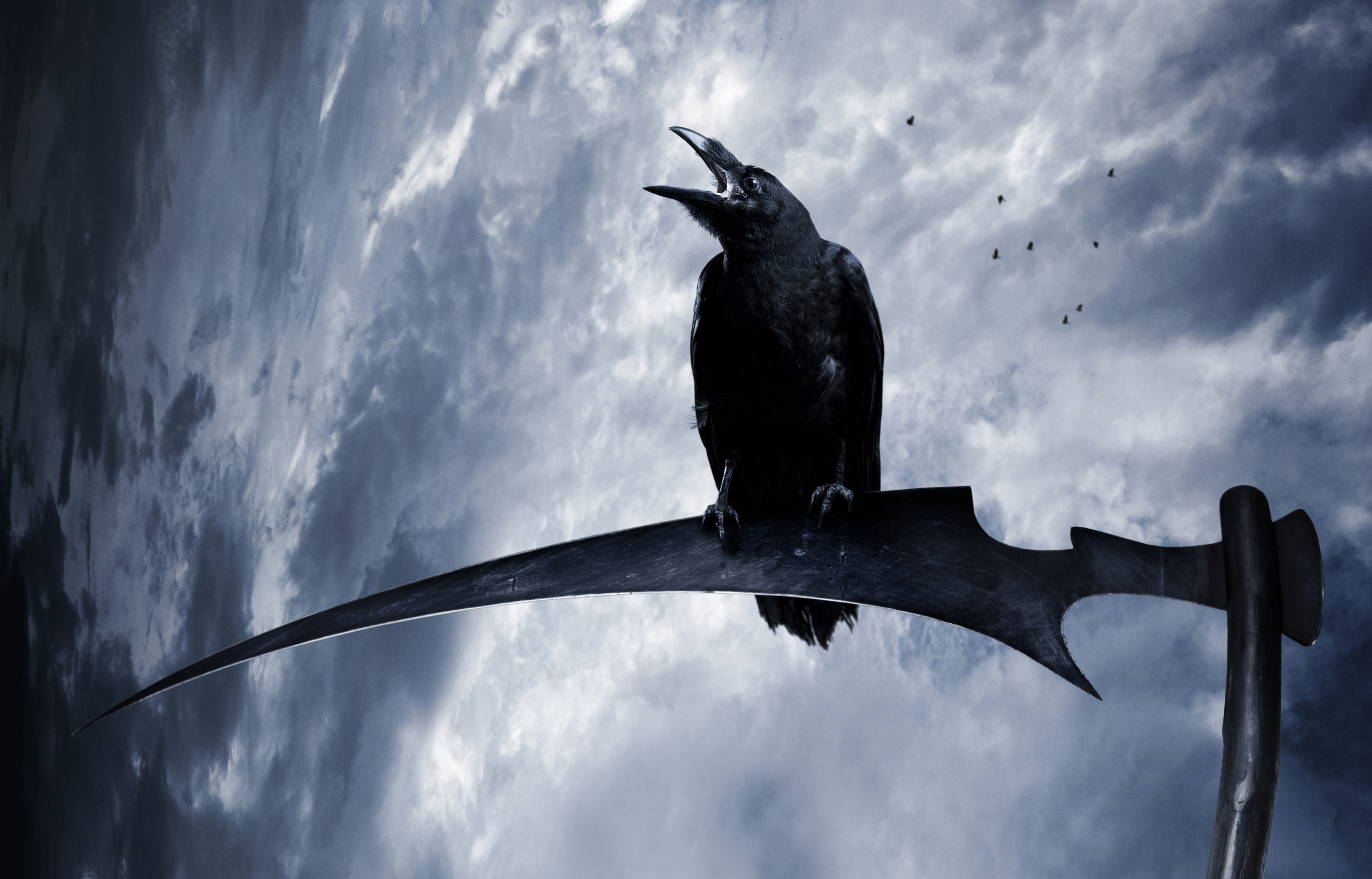 crow wallpaper,bird,sky,crow,raven,beak