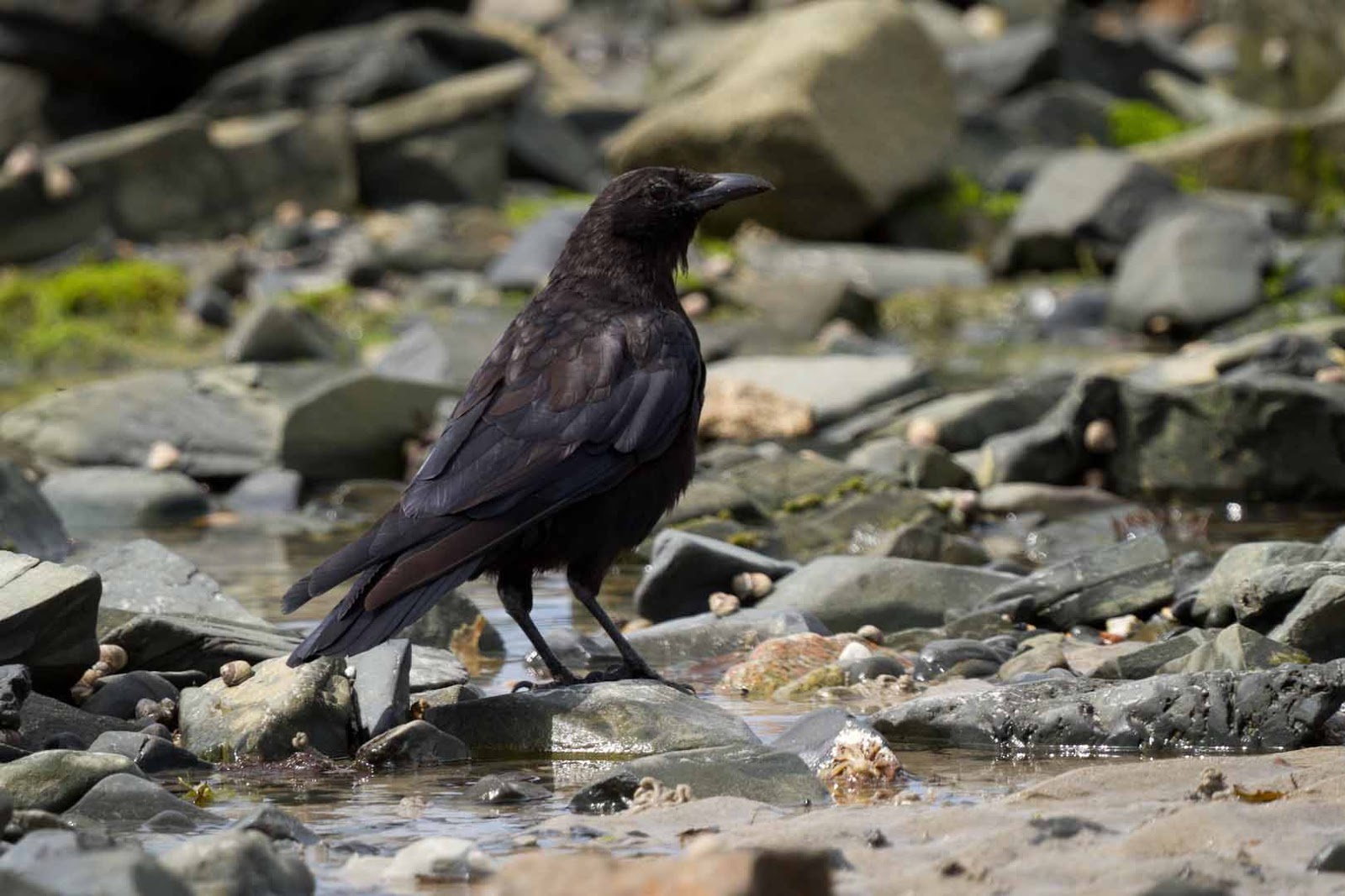 crow wallpaper,bird,vertebrate,beak,blackbird,crow (#131838) - WallpaperUse