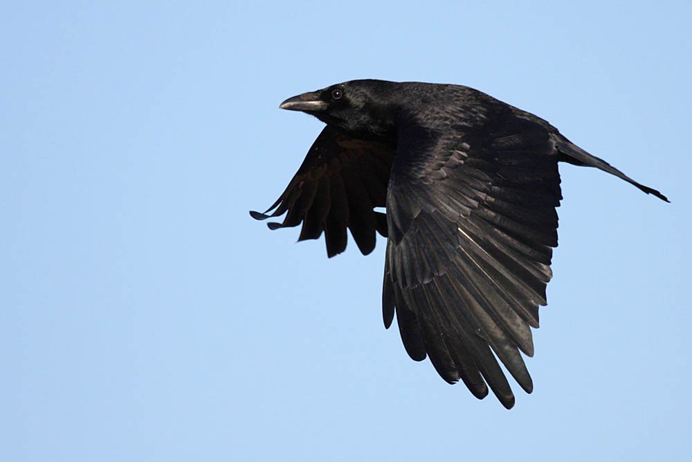 fond d'écran corbeau,oiseau,corbeau,corbeau,corbeau,aile