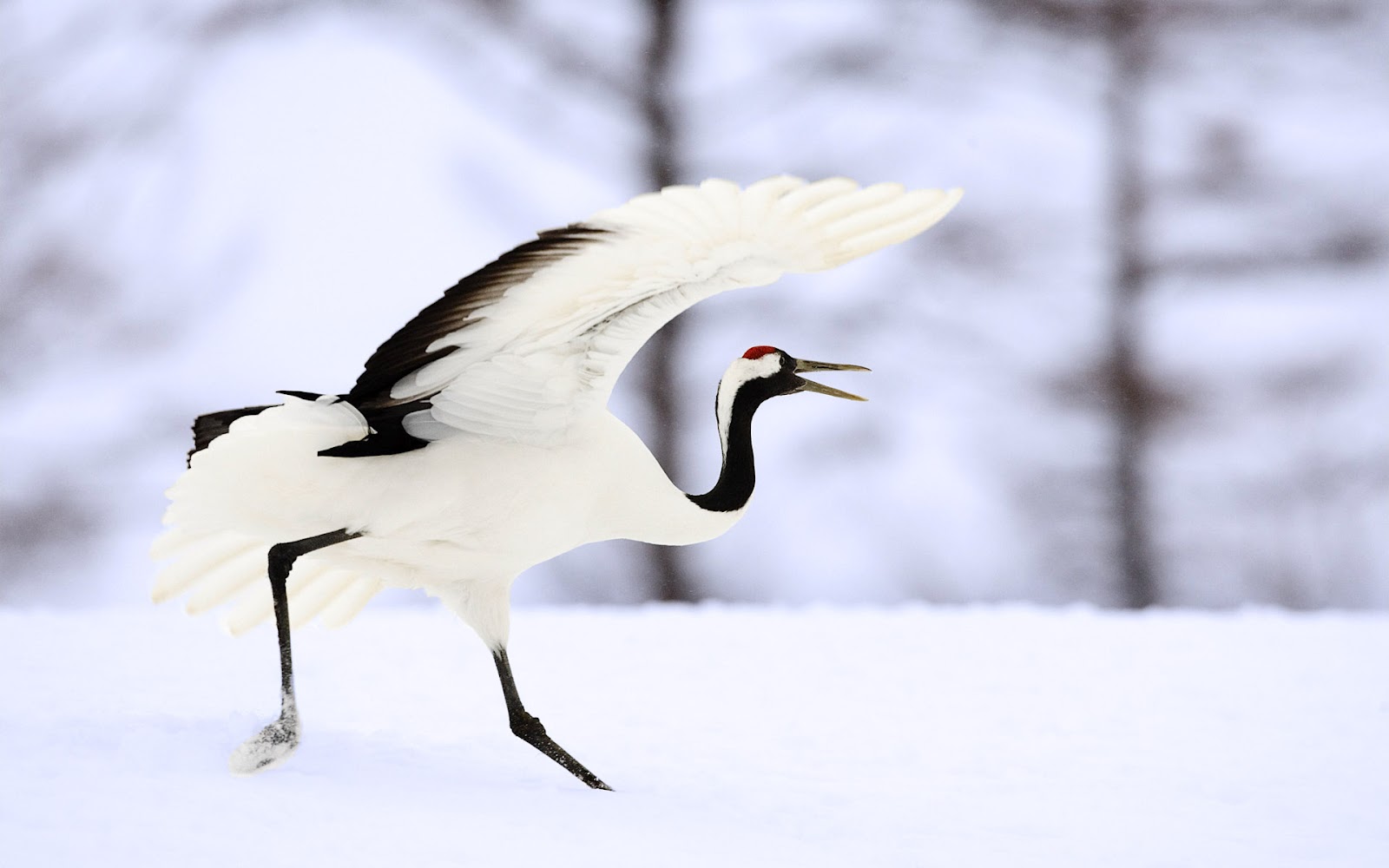 top 10 fonds d'écran hd,oiseau,faune,grue blanche,neige,grue