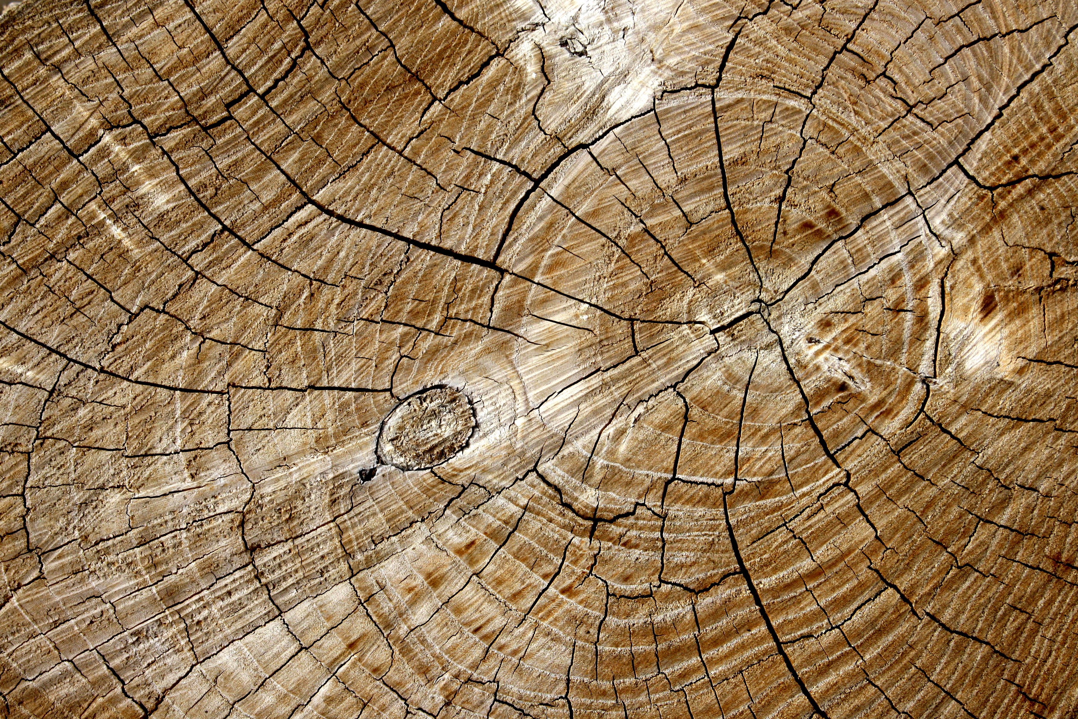 log wallpaper,wood,trunk,tree,tree stump,brown