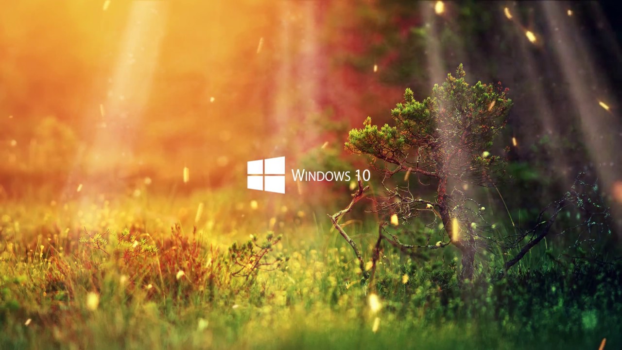 windows 10 hd wallpaper 1080p,natur,grün,gras,sonnenlicht,licht