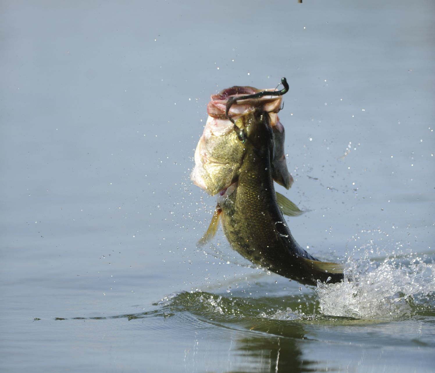 低音の壁紙,魚,ベース,釣り,オオクチバス