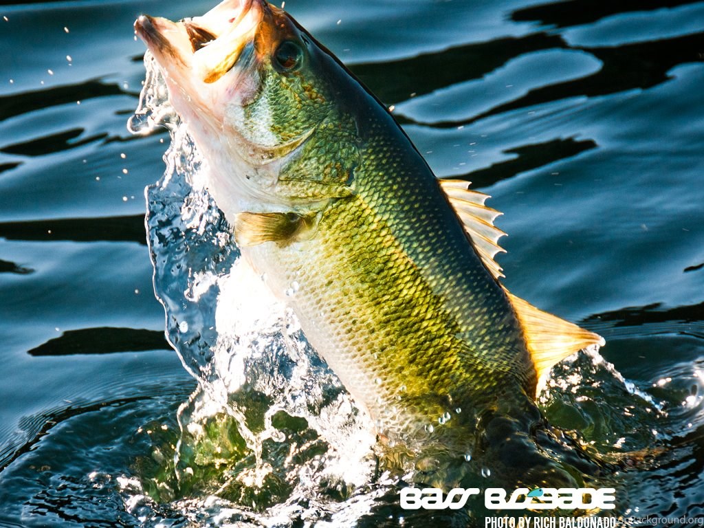 bass wallpaper,fish,fish,bass,cichla,trout