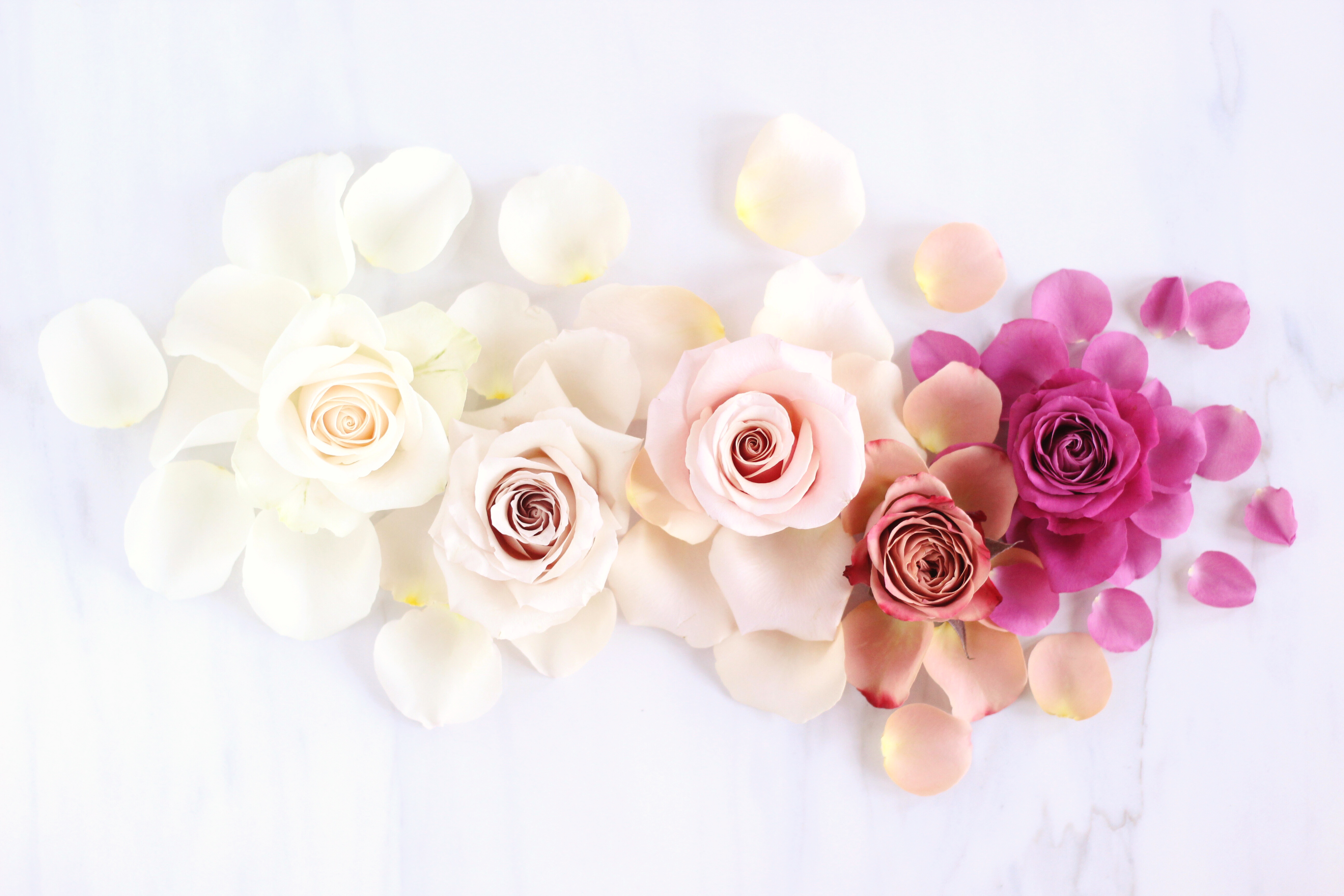 2月の壁紙,ピンク,花,白い,ローズ,花弁