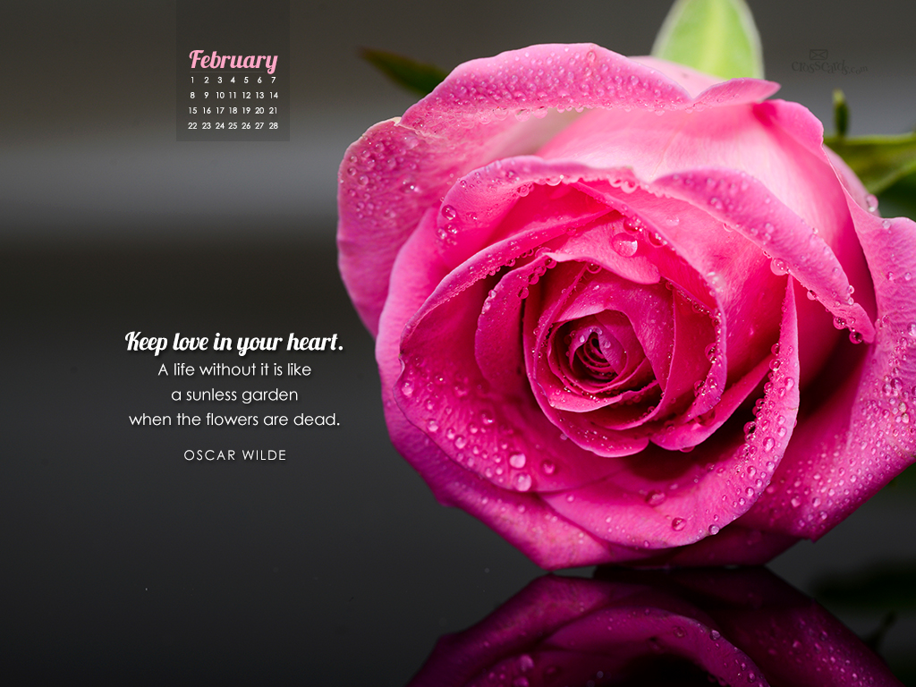febrero fondo de pantalla,rosas de jardín,flor,rosado,pétalo,rosa
