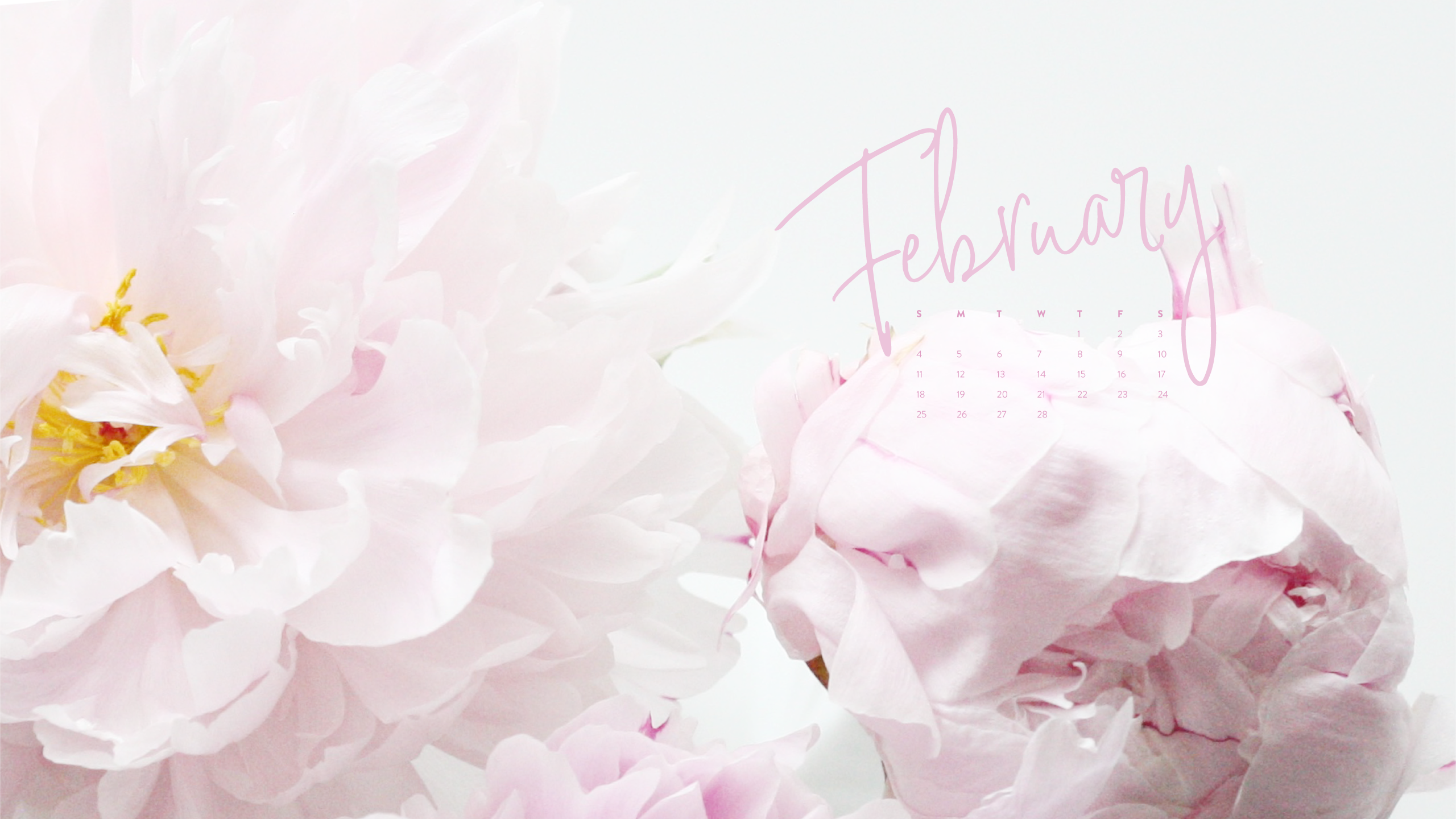february wallpaper,pink,petal,flower,peony,plant