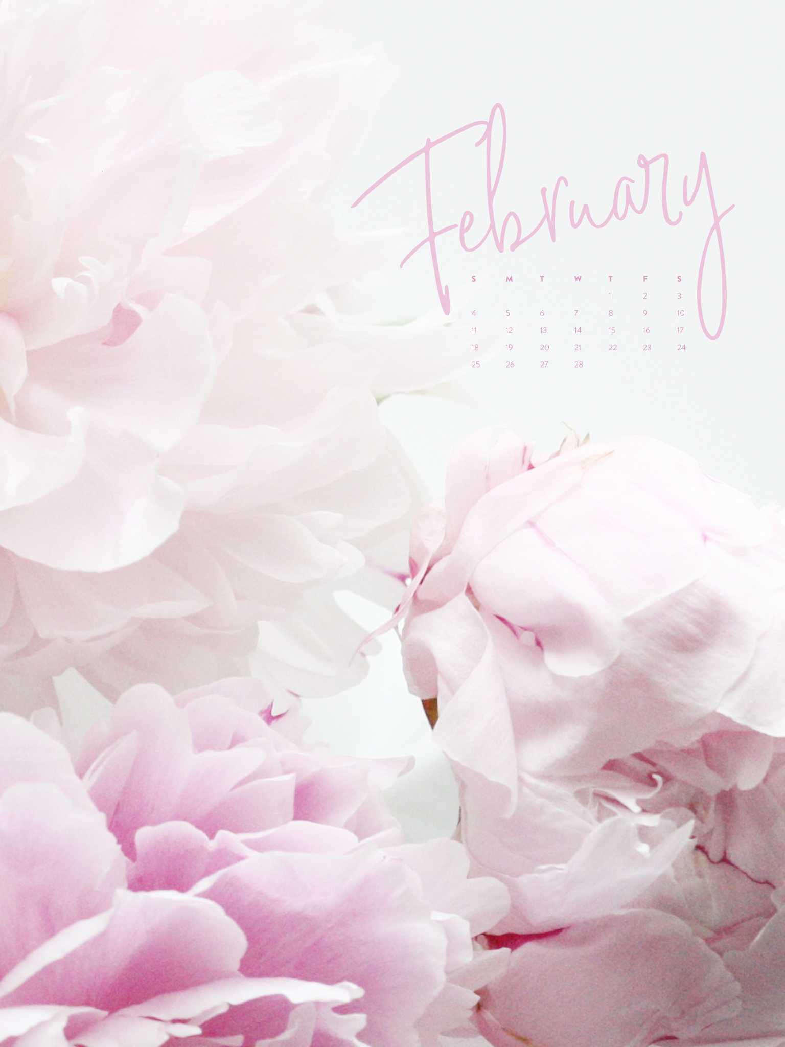 february wallpaper,pink,petal,text,flower,plant