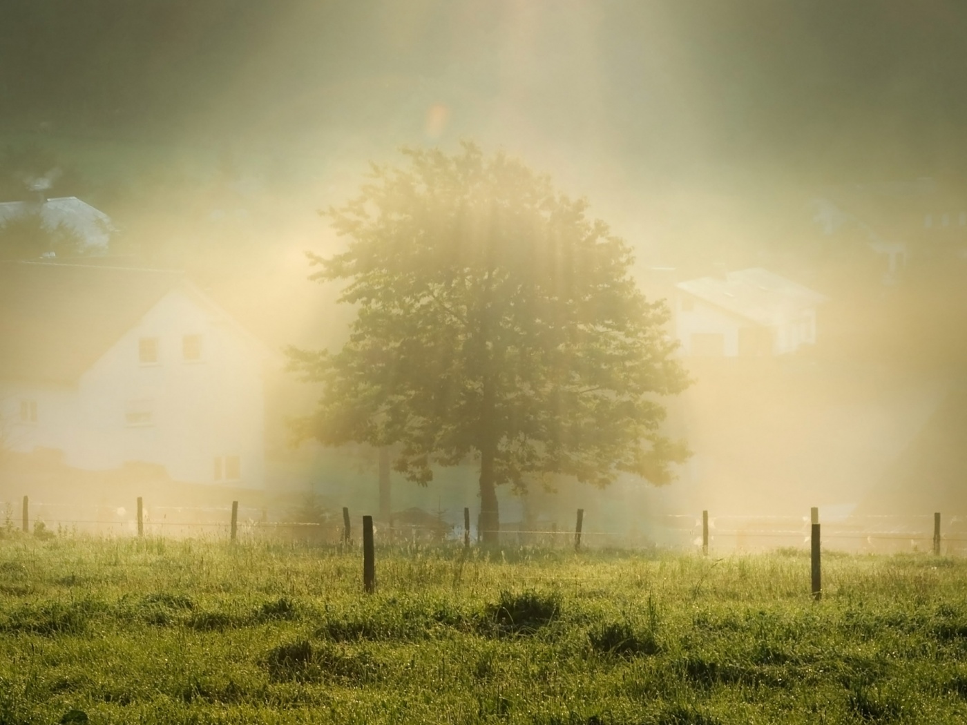 carta da parati sulla vita,natura,cielo,paesaggio naturale,albero,mattina