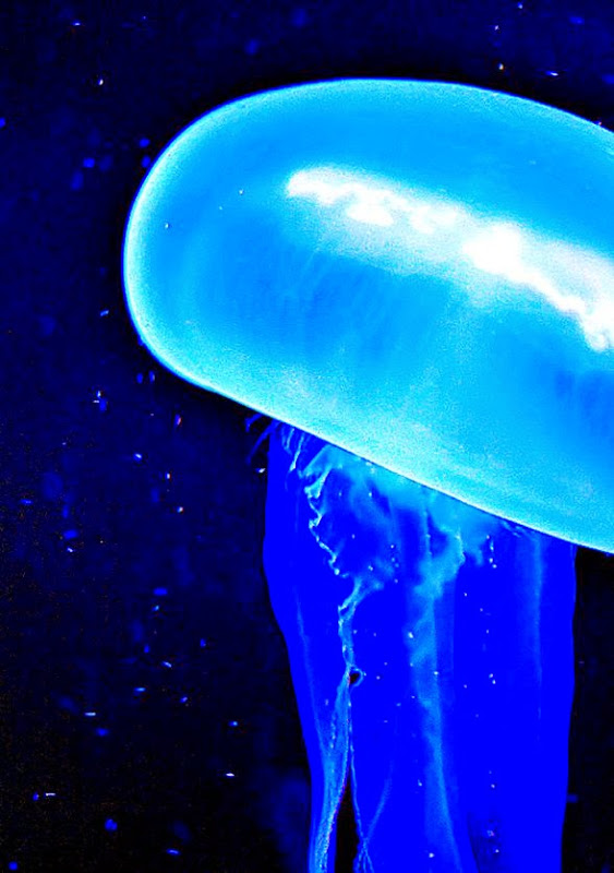 fondo de pantalla móvil iphone,medusa,agua,azul,cnidaria,invertebrados marinos