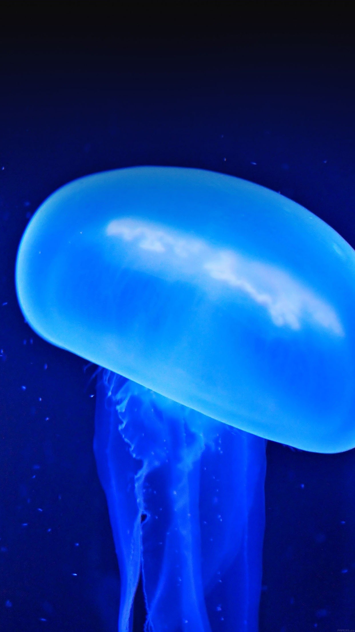 fondo de pantalla móvil iphone,medusa,agua,azul,cnidaria,invertebrados marinos