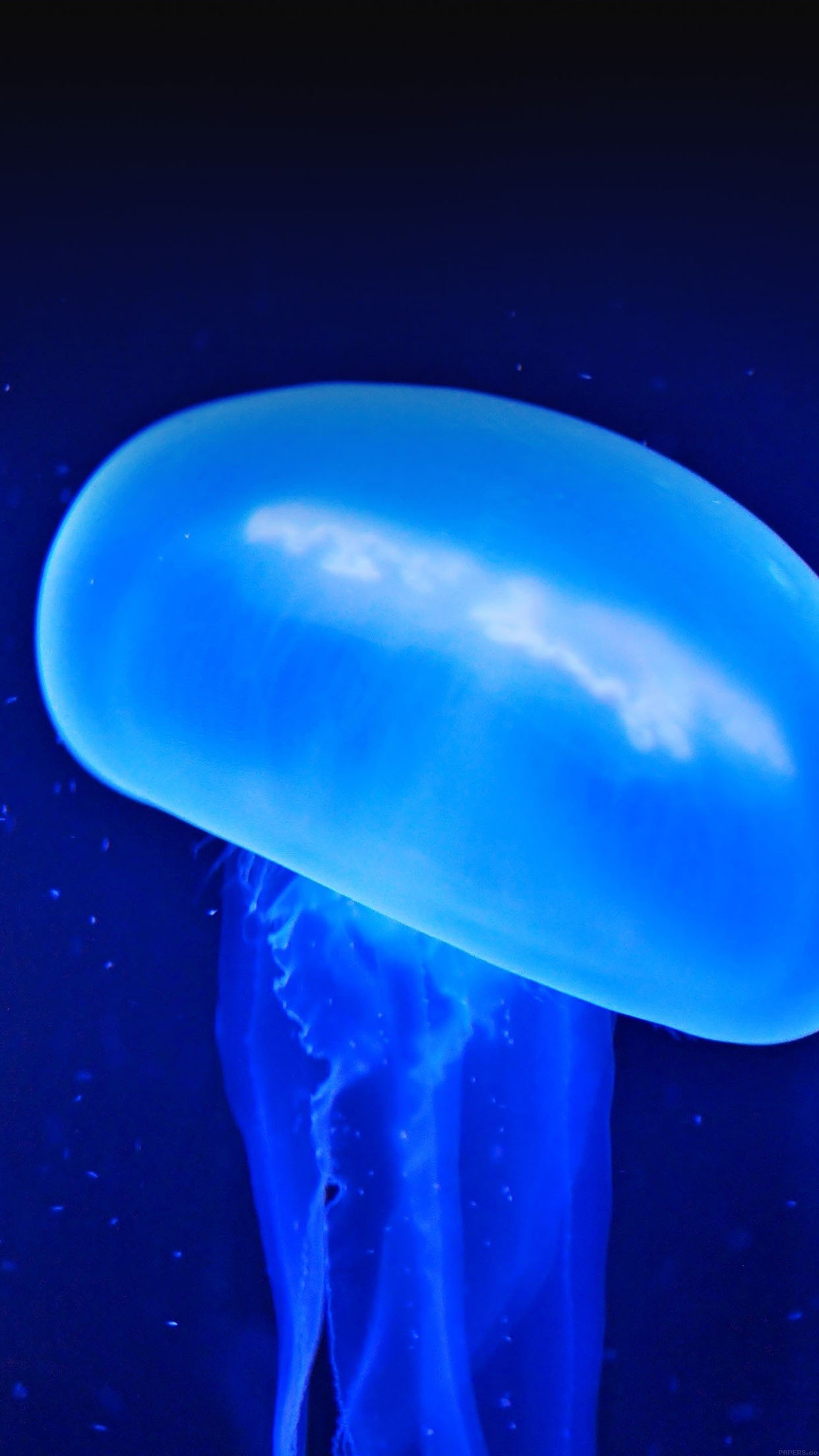 iphone bewegliche tapete,qualle,wasser,blau,cnidaria,wirbellose meerestiere