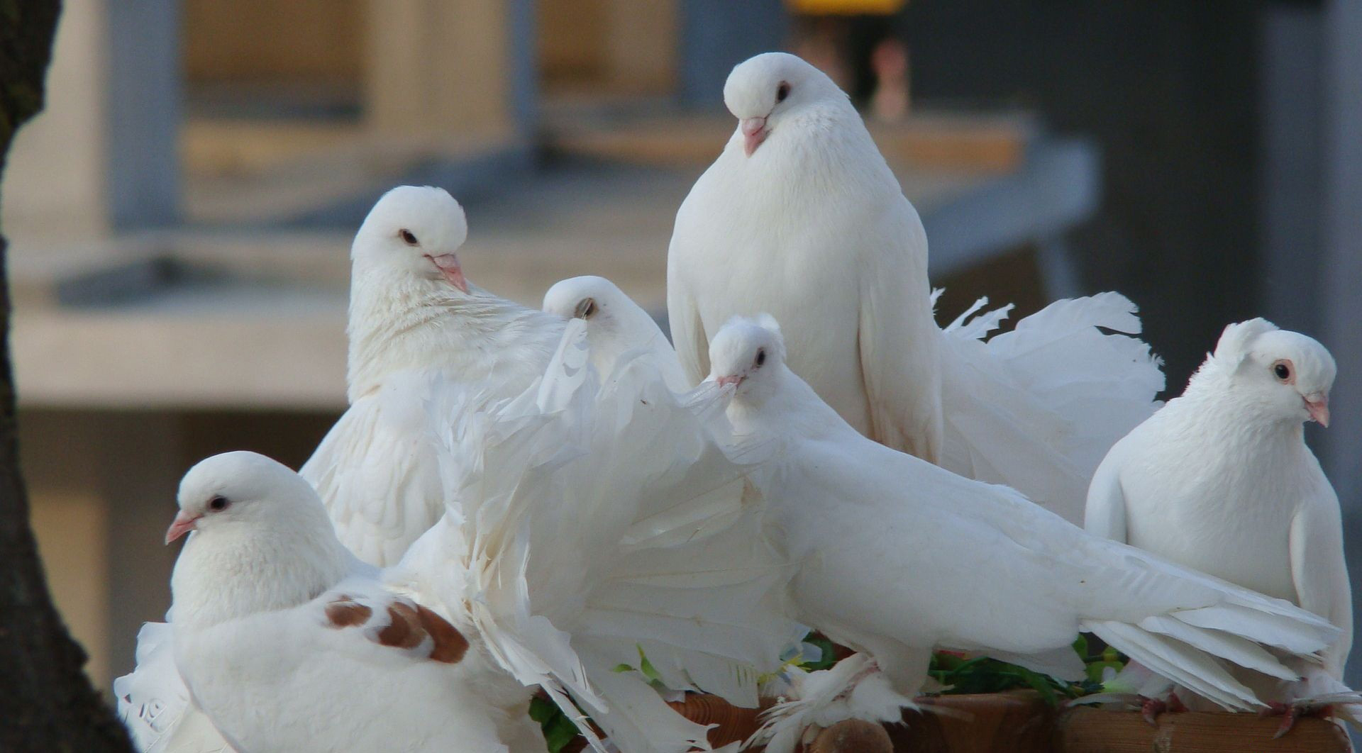 비둘기 벽지,비둘기와 비둘기,새,바위 비둘기,하얀,깃