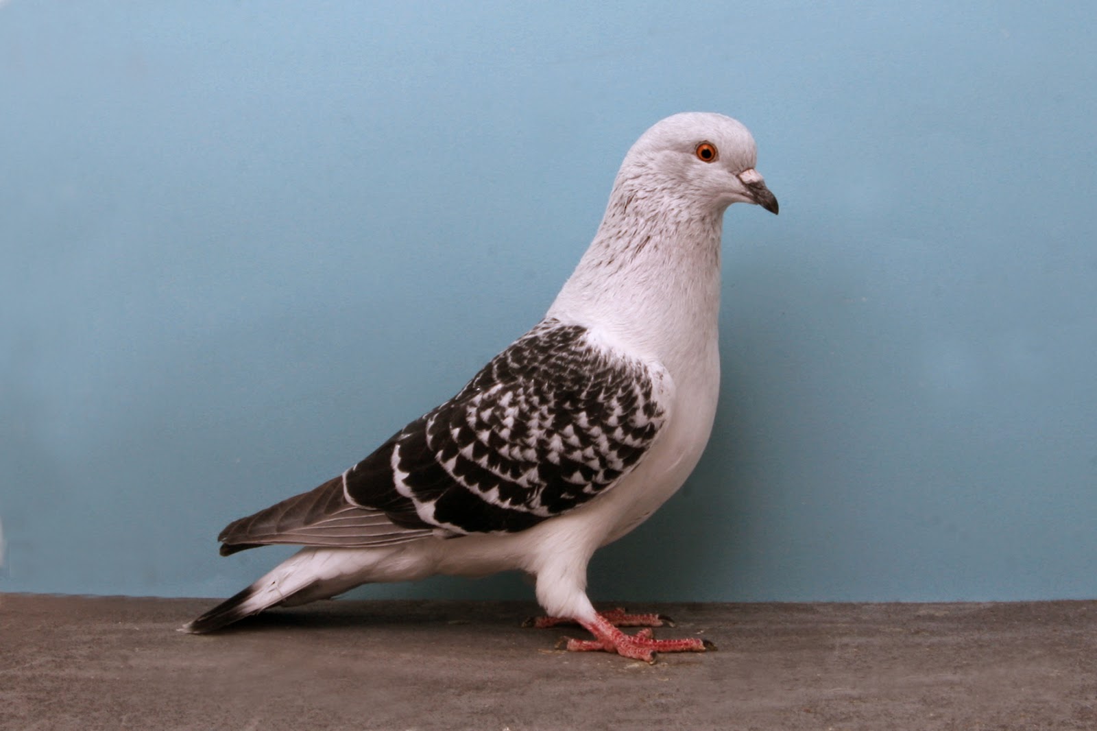 鳩の壁紙,鳥,ハトとハト,岩鳩,在庫鳩,野生動物