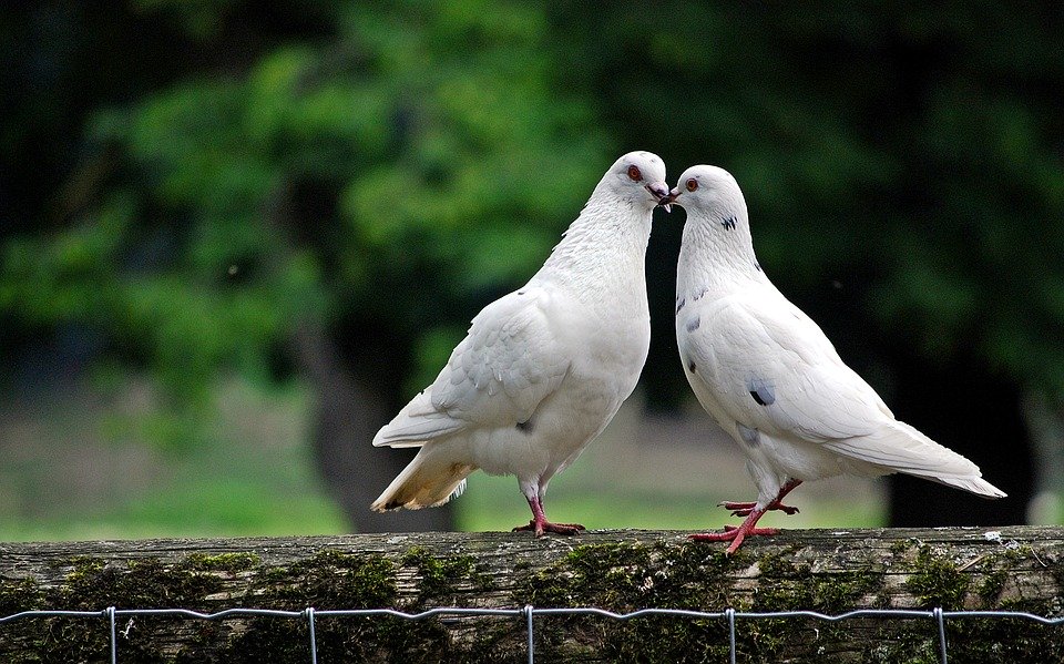 pigeon wallpaper,bird,vertebrate,beak,pigeons and doves,adaptation