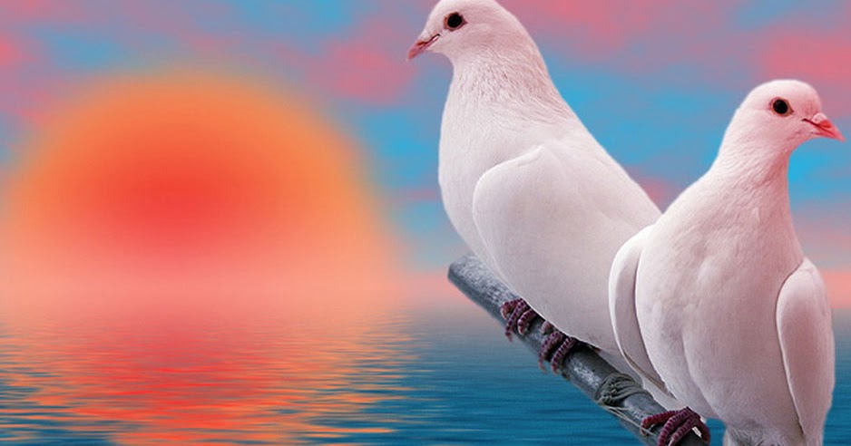 papier peint pigeon,oiseau,colombe,pigeons et colombes,oiseau de mer,plume