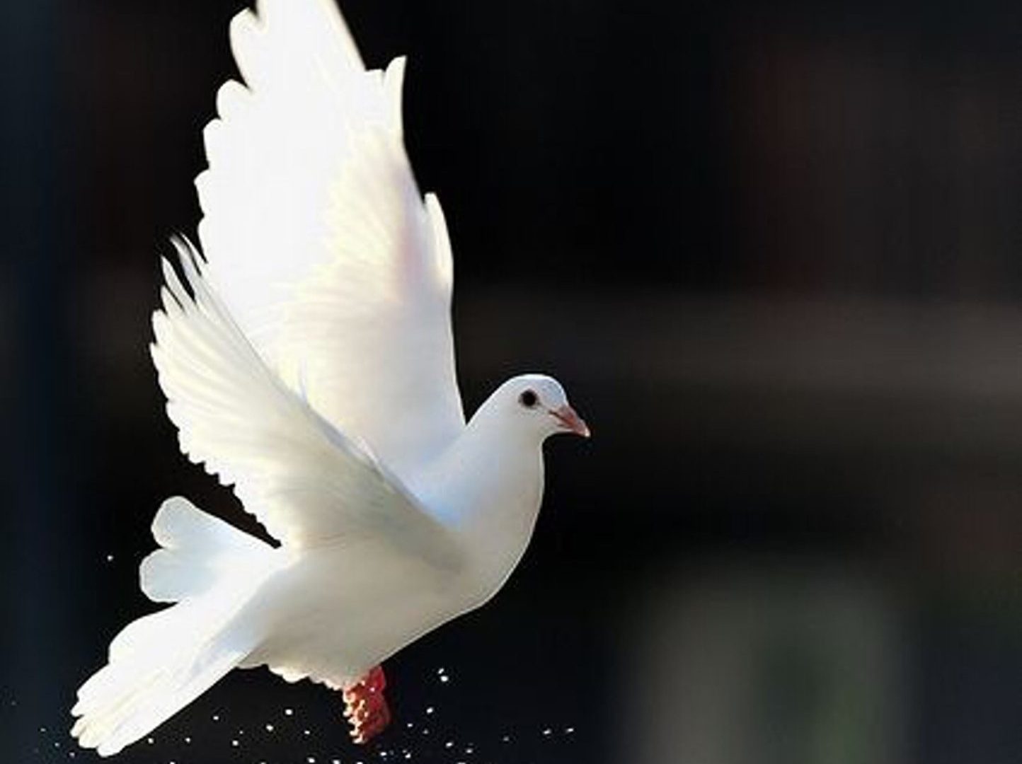 fondo de pantalla de paloma,pájaro,palomas y palomas,paloma de roca,ala,pluma