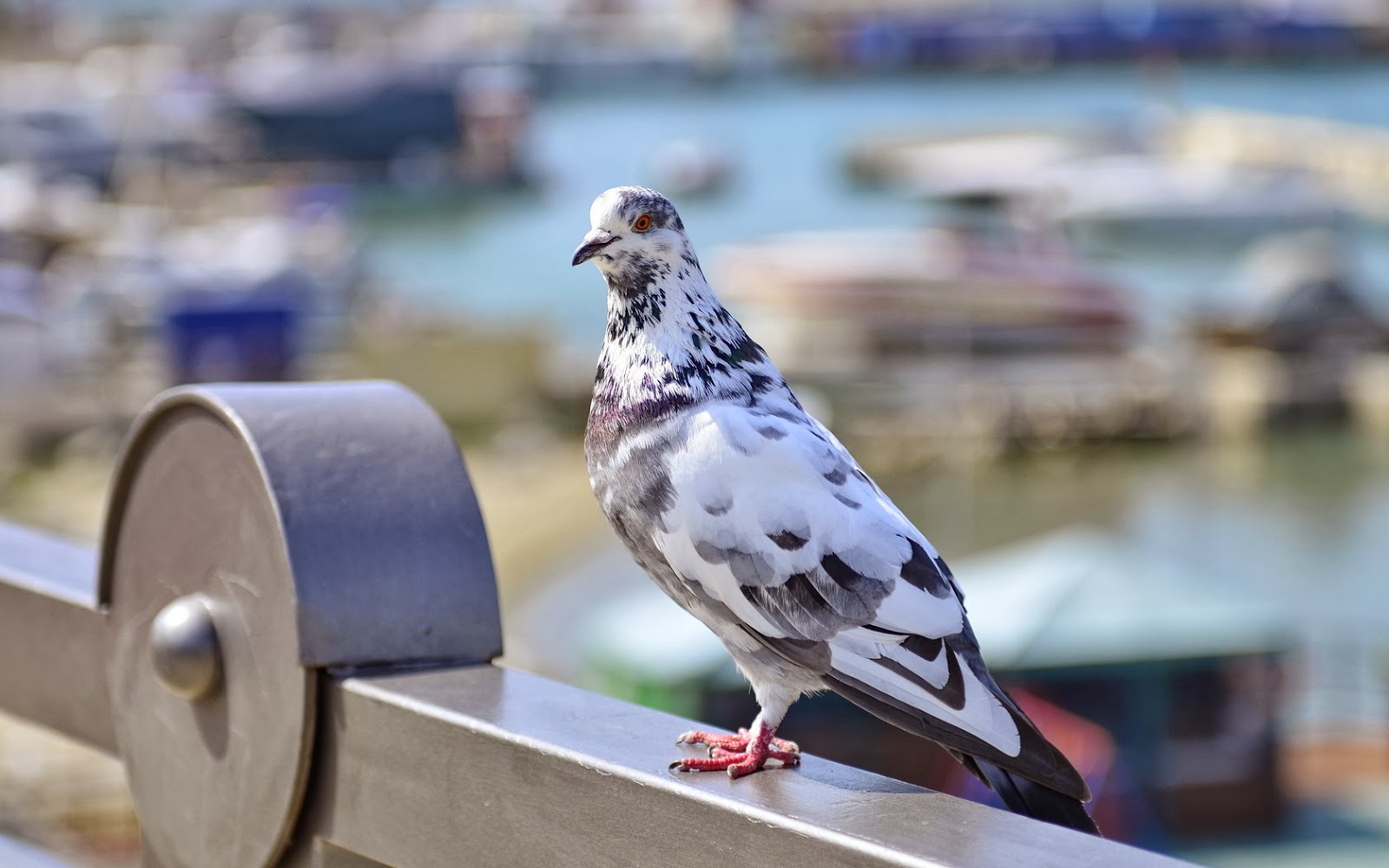 pigeon wallpaper,bird,pigeons and doves,rock dove,beak,stock dove