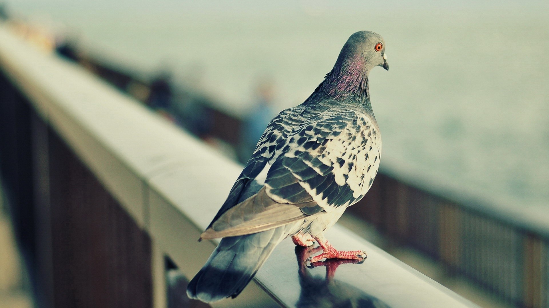 pigeon wallpaper,bird,vertebrate,pigeons and doves,beak,rock dove