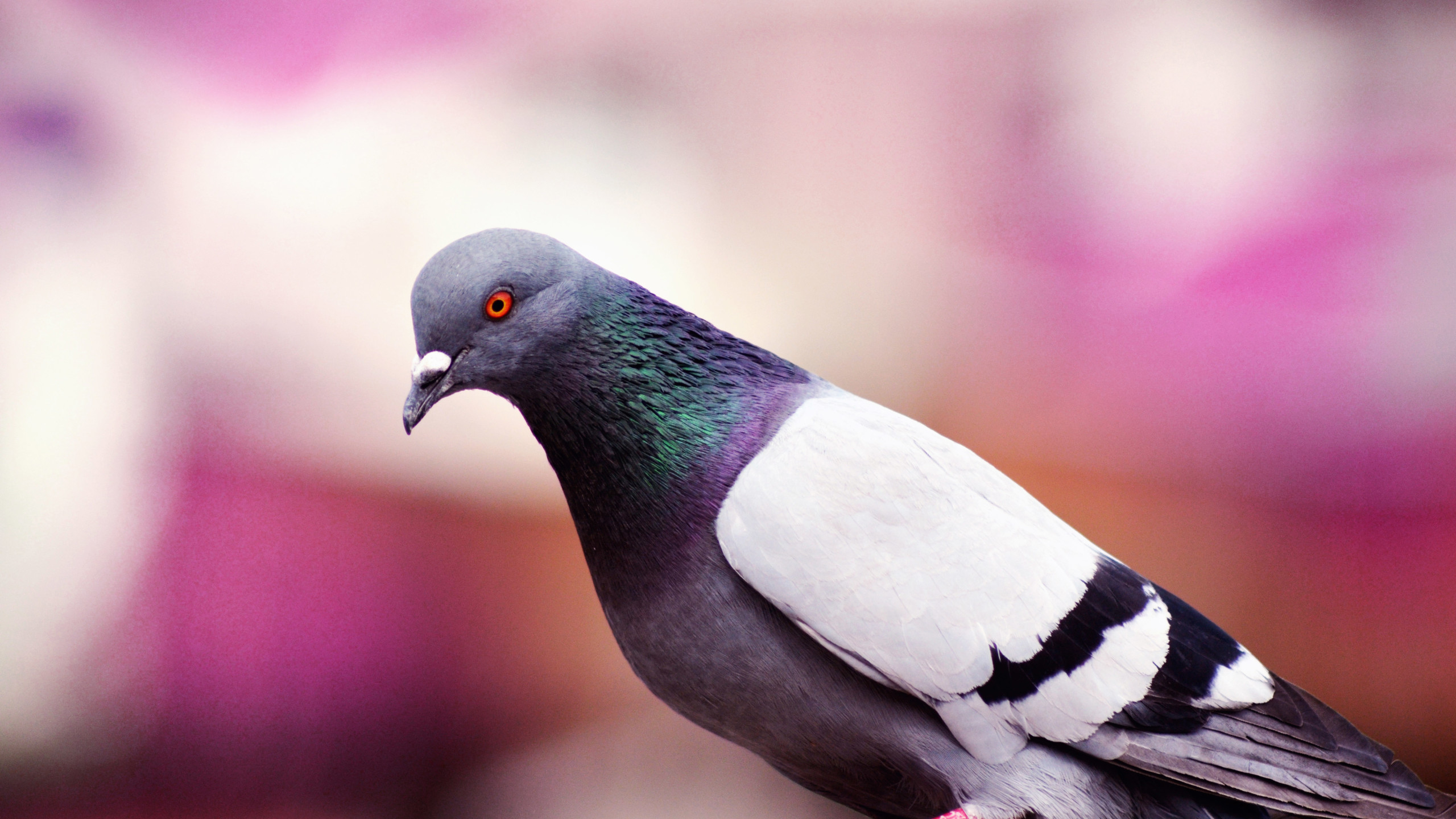 papier peint pigeon,oiseau,colombe,pigeons et colombes,colombe,rose