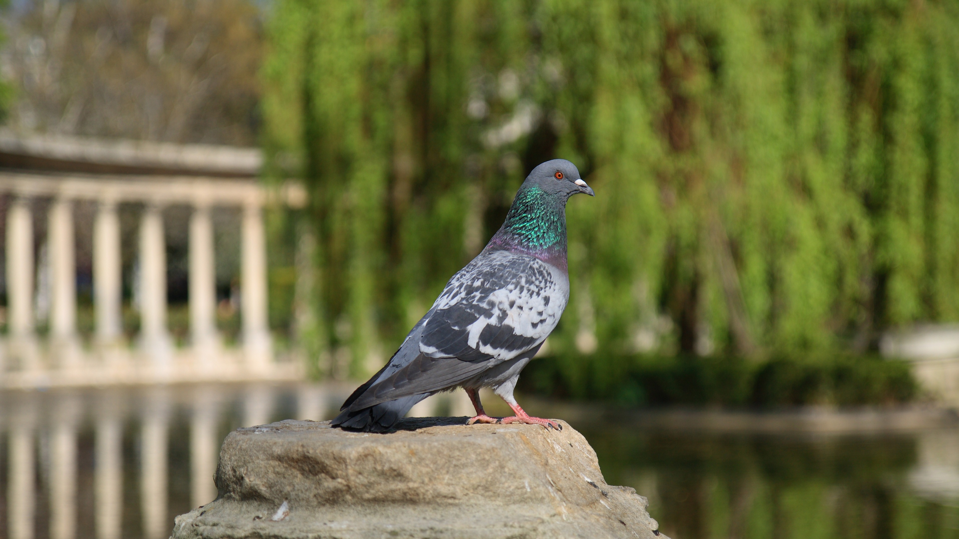 pigeon wallpaper,bird,vertebrate,stock dove,pigeons and doves,rock dove