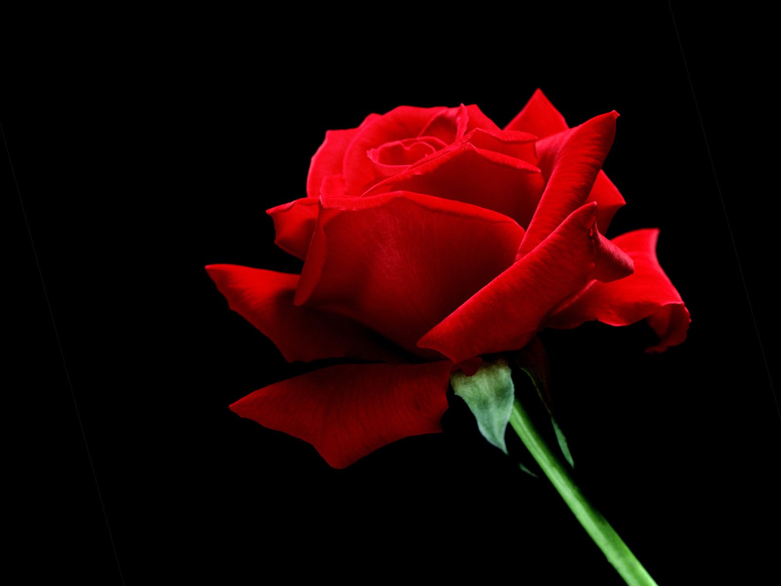 Single Rose Flower Hd- WallpaperUse