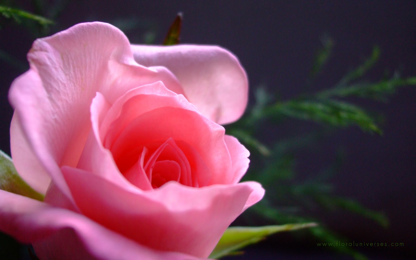 solo fondo de pantalla,flor,planta floreciendo,pétalo,rosado,rosas de jardín