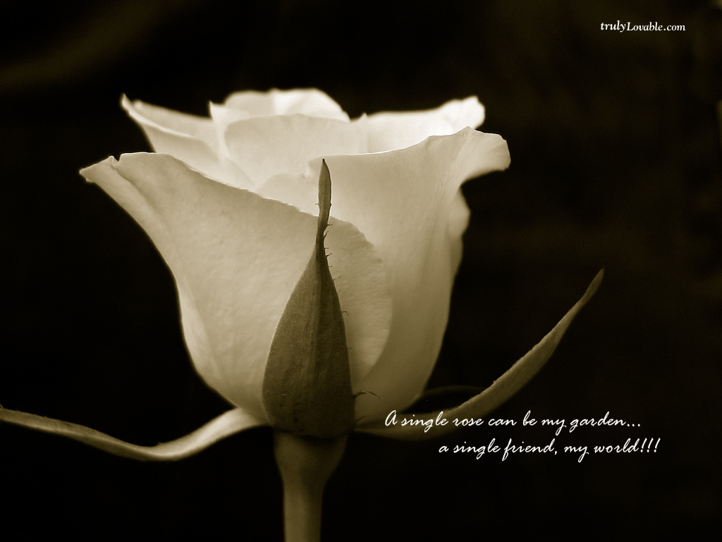 carta da parati singola,bianca,petalo,fiore,fotografia di still life,fotografia in bianco e nero