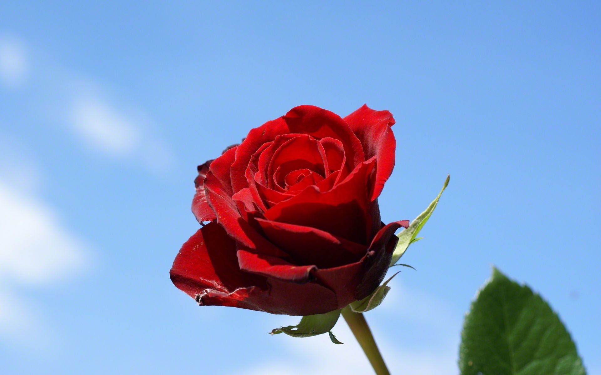 solo fondo de pantalla,flor,planta floreciendo,rojo,rosas de jardín,pétalo