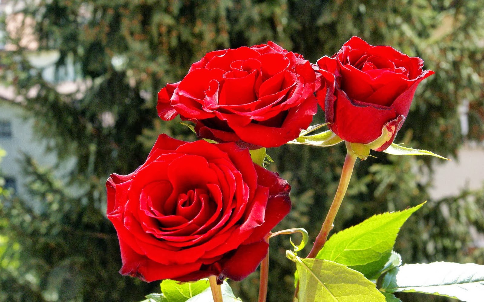 carta da parati singola,fiore,rose da giardino,pianta fiorita,rosa,rosso